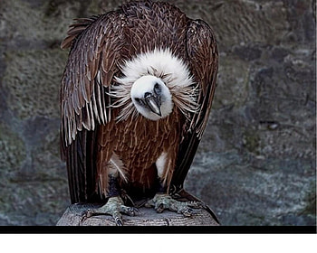 Hello, brown, feathers, big, bird HD wallpaper