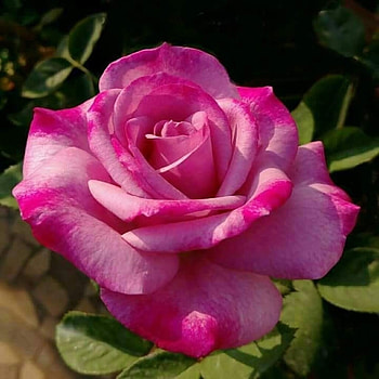 Pink Rose, Pink, Flower, Petals, Rose HD wallpaper
