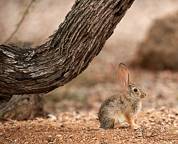 Animals, Wood, Fluffy, Tree, Ears, Rabbit, Hare HD wallpaper