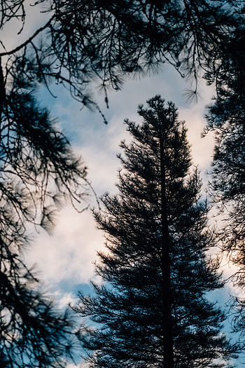 Nature, Dark, Wood, Tree, Branches, Needles, Barbed, Spiny HD phone wallpaper