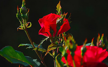 Red roses, leaves, flowers, buds HD wallpaper