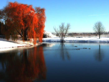Weeping Orange, winter, snow, orange, water, lake, tree HD wallpaper