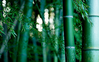 Green bamboo forest, Natural wonder, Serenity , Tranquil nature HD wallpaper