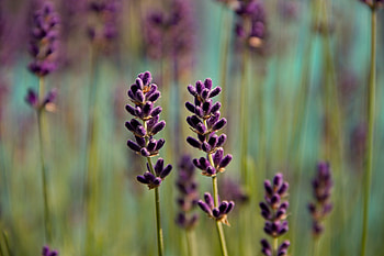 Violet, blur, Lavender, flowers, meadow HD wallpaper