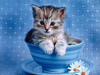 cute kitty, cute, nice HD wallpaper