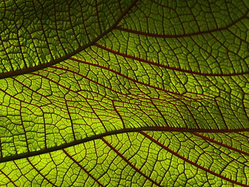 Macro, Leaflet HD wallpaper