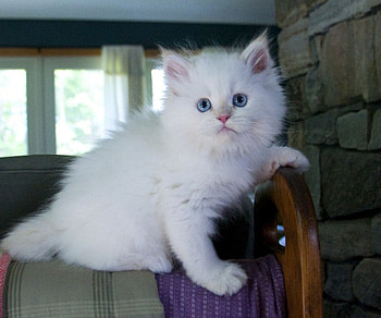 snow white again, cats, white, kitty, blueyes HD wallpaper