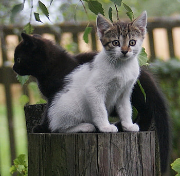 sweet friends, sweet, friends, pets, kittens HD wallpaper