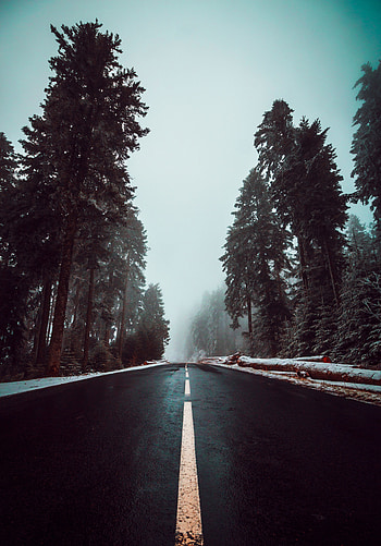 Nature, Trees, Sky, Road, Markup, Fog, Asphalt HD phone wallpaper