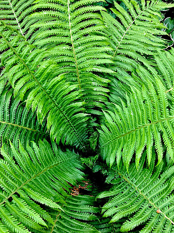 Nature, Leaves, Bush, Fern, Branches HD phone wallpaper