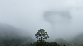 Costa Rica Jungle, National park , Breathtaking biodiversity, Dense foliage HD wallpaper