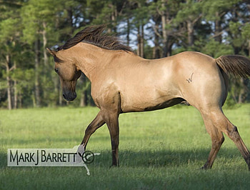 Buckskin Horse, horses, grass, animals, tree HD wallpaper