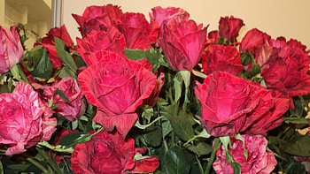 Plants, Flowers, Roses HD wallpaper