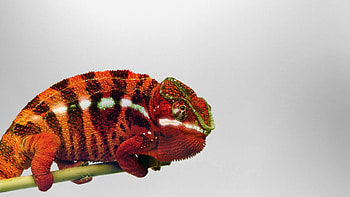 Animals, Branch, Reptile, Chameleon HD wallpaper