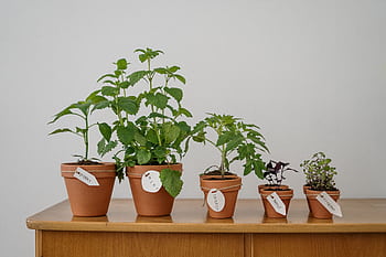 Five potted herbs including oregano and basil on a wooden table indoors. HD wallpaper