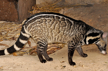 Large Indian civet, Viverra zibetha HD wallpaper