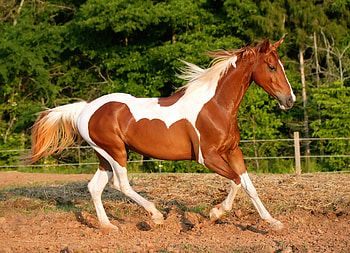 Animals, Trees, Mane, Horse, Run Away, Run HD wallpaper