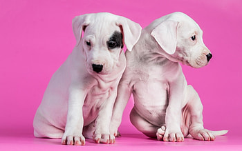 Puppies, animal, dog, puppy, pink, white, couple, cute HD wallpaper
