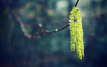Spring, Macro, Glare, Shine, Light, Branch HD wallpaper