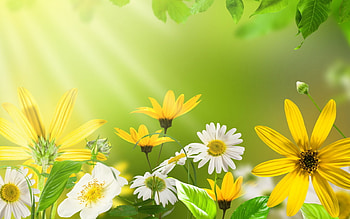 Plants, Flowers HD wallpaper