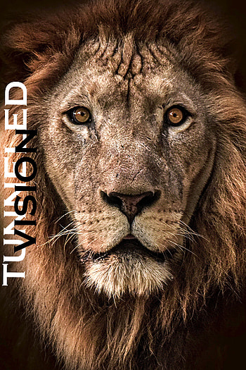 TUNNELED VISION, big_cats, whiskers, success, motivation, dreams, lion HD phone wallpaper