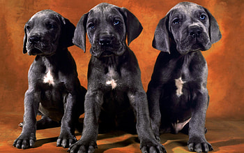 Black lab, Computer , Furry friend, Playful nature HD wallpaper