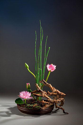 Lotus, Ikebana HD phone wallpaper