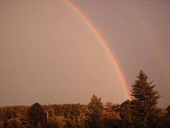 Rainbow, rain, sky, forest, tree HD wallpaper