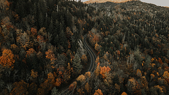 Nature, Autumn, View From Above, Road, Forest, Movement, Traffic HD wallpaper