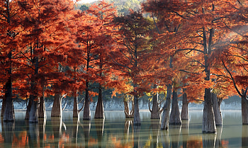 Autumn on lake with swamp Cypresses with reflection, autumn, cypresses, Nature, Trees HD wallpaper