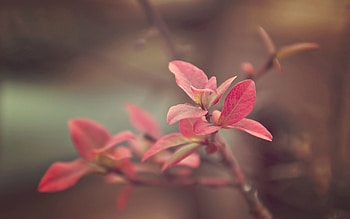 Background, Plant, Macro, Bright, Spotty, Spotted, Branch HD wallpaper