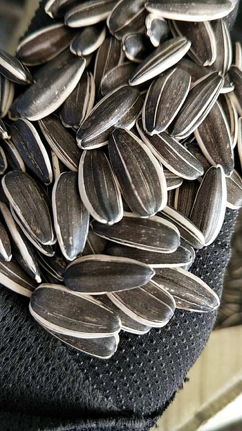 Wholesale sunflower seeds, Big size varieties, Floral beauty, China's seed expertise HD phone wallpaper