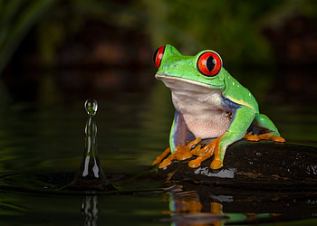 Red Eyed Tree Frog, Frog, Eyed, Red, Tree HD wallpaper
