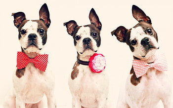 Happy Valentine's Day!, animal, dog, valentine, white, red, cute, adorable, bow HD wallpaper