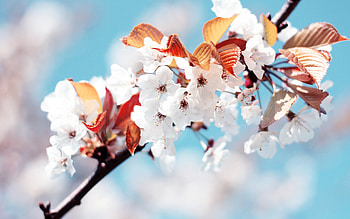 Flowers, cherry blossom, spring HD wallpaper