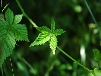Plants HD wallpaper