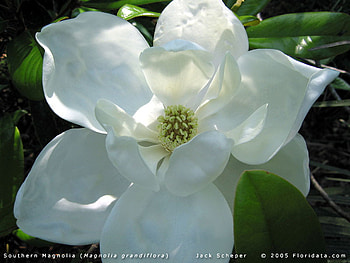 Magnolia grandiflora f1800b. jpg, magnolia flower, bloom spring HD wallpaper