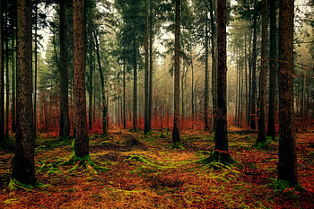 Forest, haze, moss, nature, tree HD wallpaper