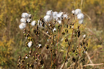 Harvest Season: Wild Cotton Meadow — Ultra, season, nature, harvest HD wallpaper