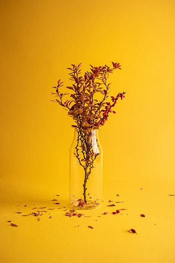Minimalism, Branch, Vase HD phone wallpaper