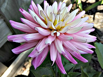 Debs garden 3, pink, flowers, blooms, petals HD wallpaper