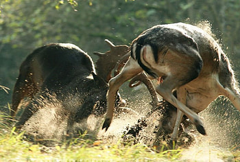 Deer duel, graphy, , wild, predator, wildlife, abstract, animals, deer, wilderness HD wallpaper