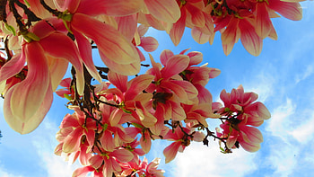 Beautiful magnolias, Floral , Nature's splendor, Blossom in full HD wallpaper