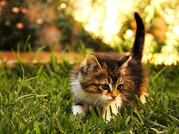 Animals, Grass, Fluffy, Kitty, Kitten, Stroll HD wallpaper