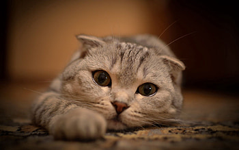 Animals, Cats, Cat, Lies, Kitty, Eyes, Sight, Opinion, Mustache, Moustache, Paws, Stretched Out HD wallpaper