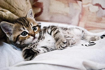 Animals, Lies, Kitty, Kitten, Striped, Nice, Sweetheart, Small HD wallpaper