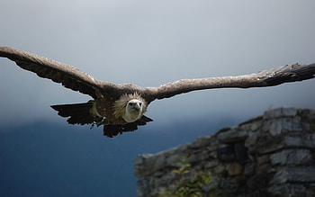 Animals, Sky, Bird, Predator, Flight, Vulture, Wings HD wallpaper