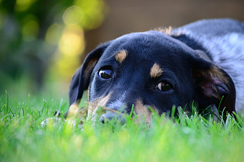 Dog, sweet, dogs, puppies, cute, beautiful, playful, playful dog, puppy, dog face, pretty, animals, face, lovely HD wallpaper