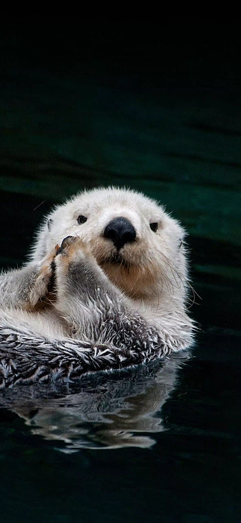 Wonderful wildlife encounter, Otters in their element, Nature's graceful creatures, Captivating animal kingdom HD phone wallpaper