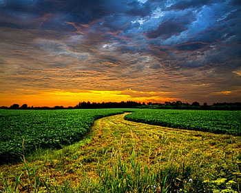 Beautiful Scenery, grass, sky, nature, field HD wallpaper